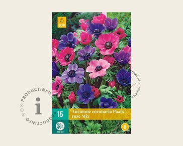 Anemone coronaria Paars/Roze Mix