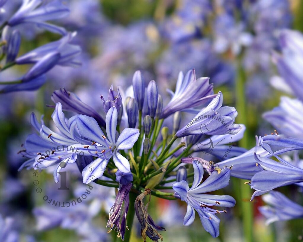 Agapanthus africanus - wortelstok