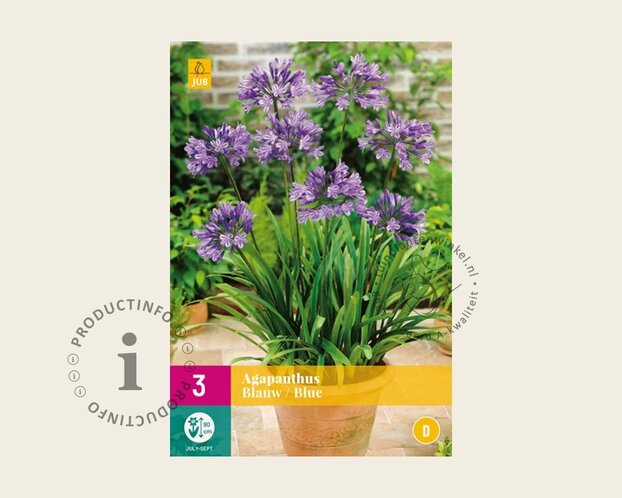 Agapanthus africanus - wortelstok