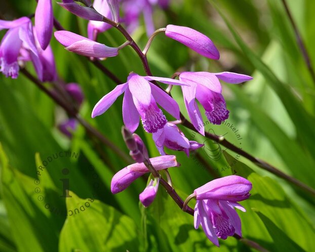 Bletilla striata