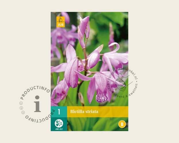 Bletilla striata
