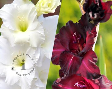 Gladiolus Black & White Mix