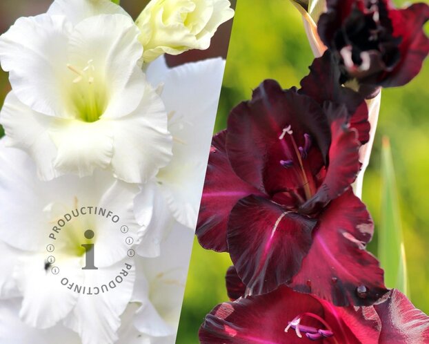 Gladiolus Black & White Mix