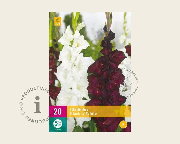 Gladiolus Black & White Mix