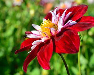 Dahlia 'Mary Evelyn'