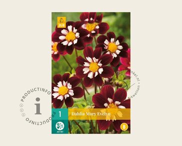 Dahlia 'Mary Evelyn'