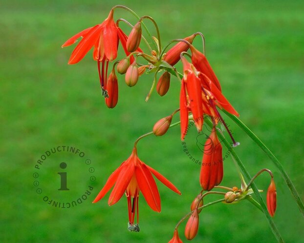Bessera elegans