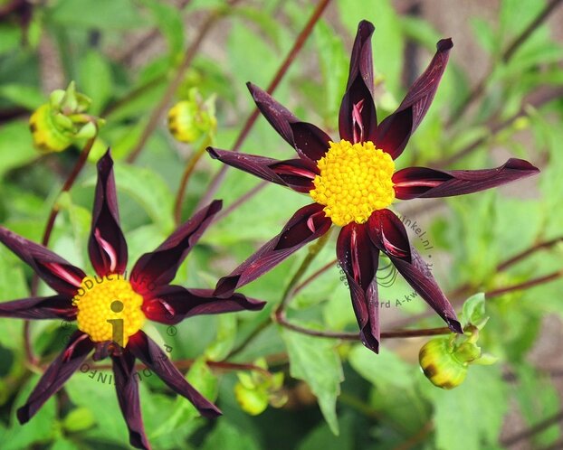 Dahlia 'Verrone's Obsidian'