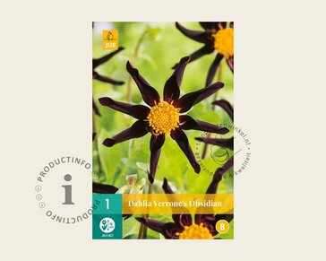 Dahlia 'Verrone's Obsidian'