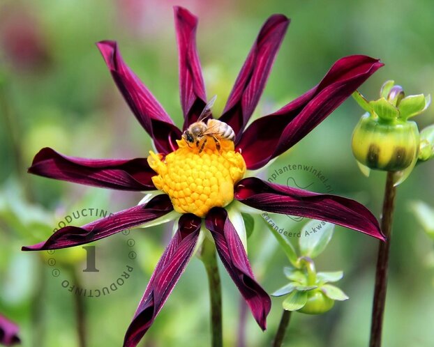 Dahlia 'Verrone's Obsidian'