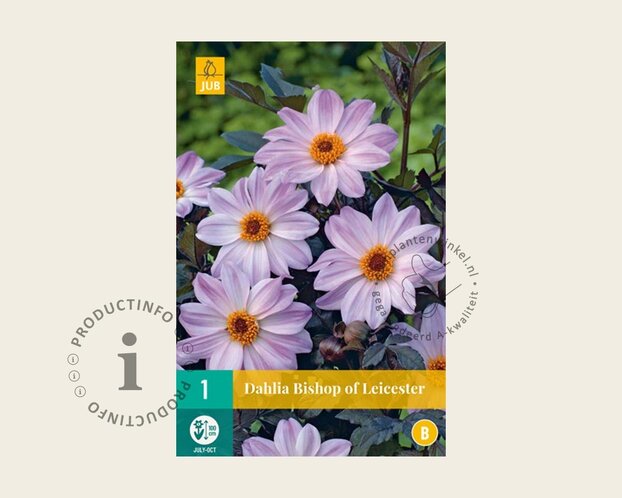 Dahlia 'Bishop of Leicester'