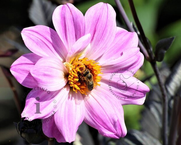 Dahlia 'Bishop of Leicester'