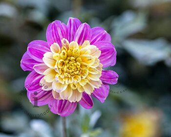 Dahlia 'Take Off'