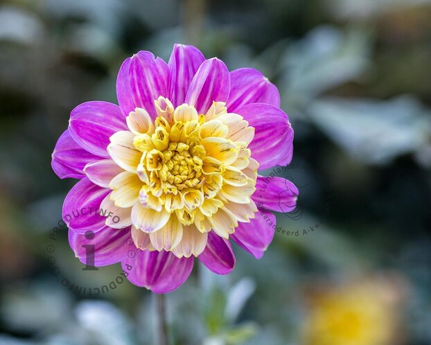 Dahlia 'Take Off'