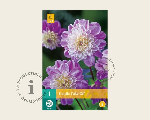 Dahlia 'Take Off'