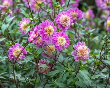 Dahlia 'Take Off'