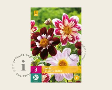 Dahlia Favourite Ballet