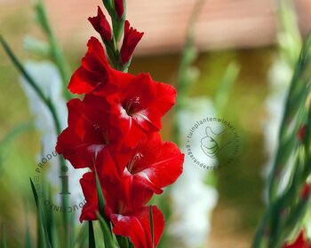 Gladiolus 'Oscar'