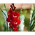 Gladiolus 'Oscar'