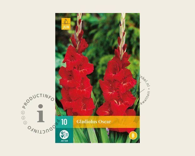 Gladiolus 'Oscar'