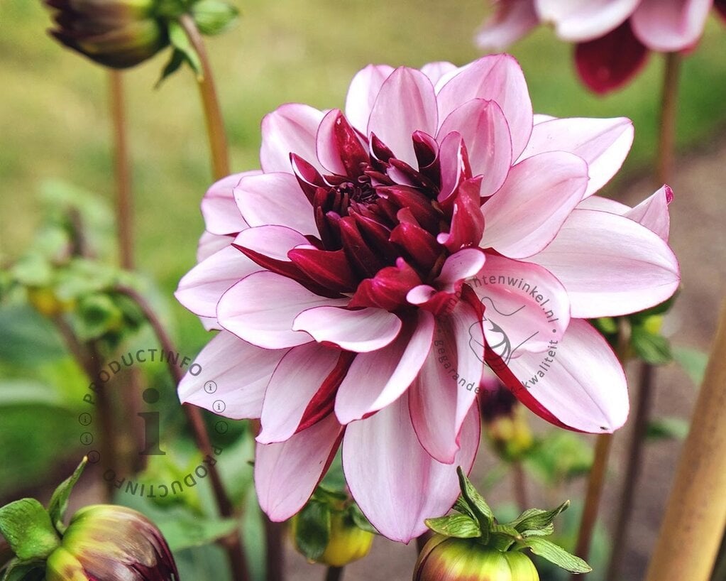 Dahlia 'Crème de Cassis'