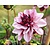 Dahlia 'Crème de Cassis'