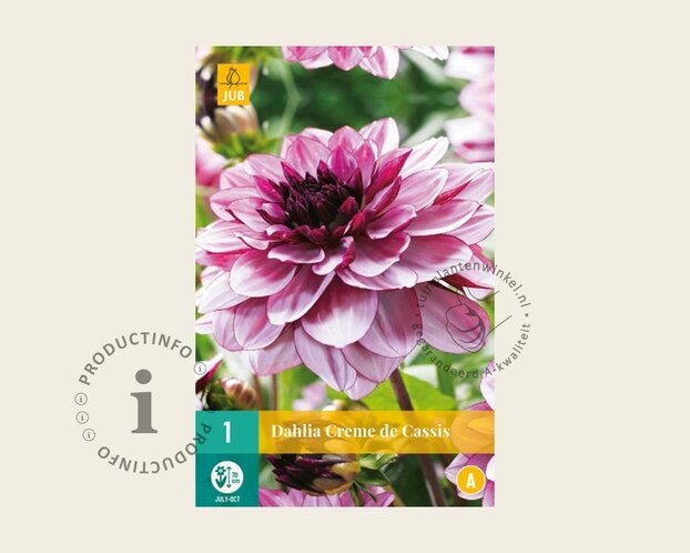 Dahlia 'Crème de Cassis'