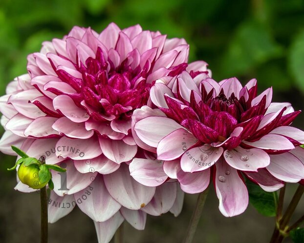 Dahlia 'Crème de Cassis'