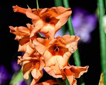 Gladiolus 'Peter Pears'