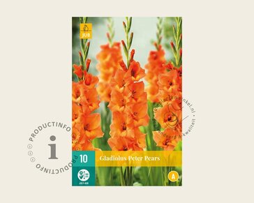 Gladiolus 'Peter Pears'