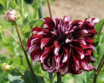 Dahlia 'Tartan'