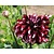 Dahlia 'Tartan'