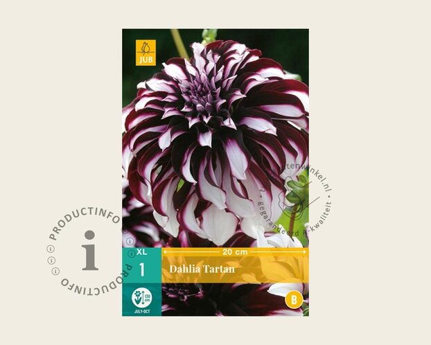 Dahlia 'Tartan'