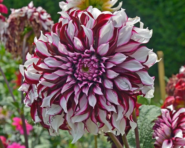 Dahlia 'Tartan'