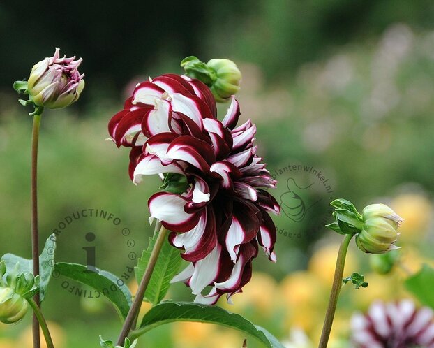 Dahlia 'Tartan'