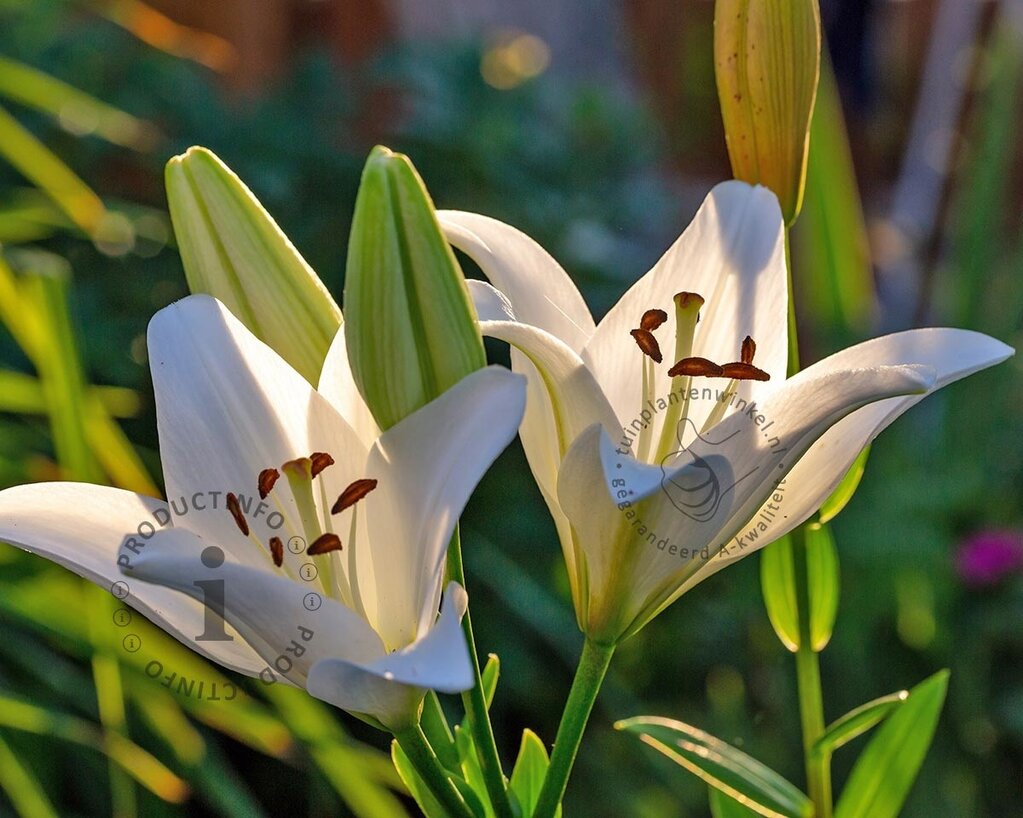 Lilium 'Kent'