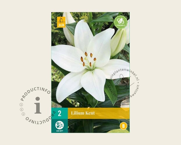Lilium 'Kent'