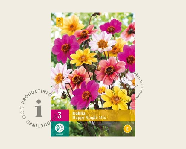 Dahlia Happy Single