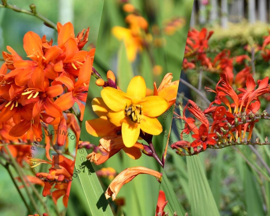 Crocosmia Mix - knol