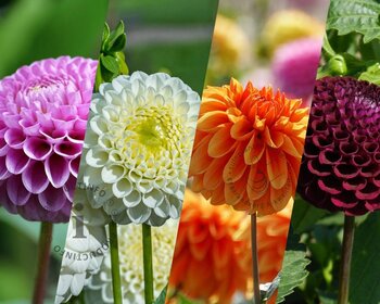 Dahlia Pompon Mix