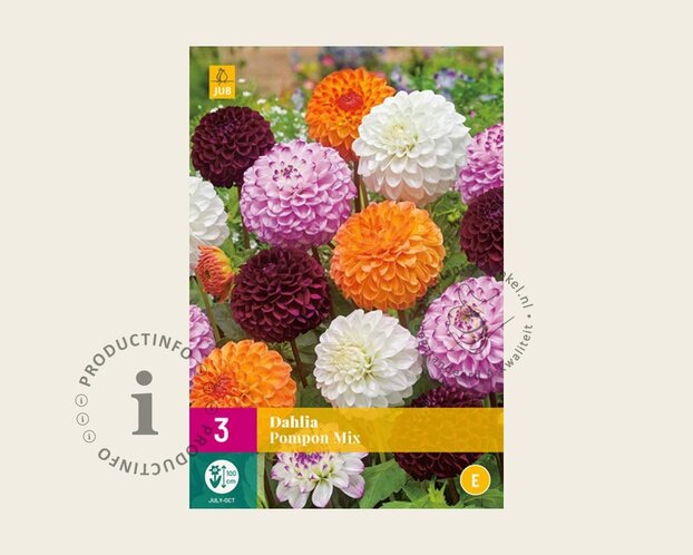 Dahlia Pompon Mix