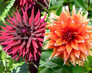 Dahlia Salt & Pepper