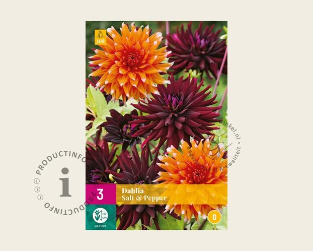 Dahlia Salt & Pepper