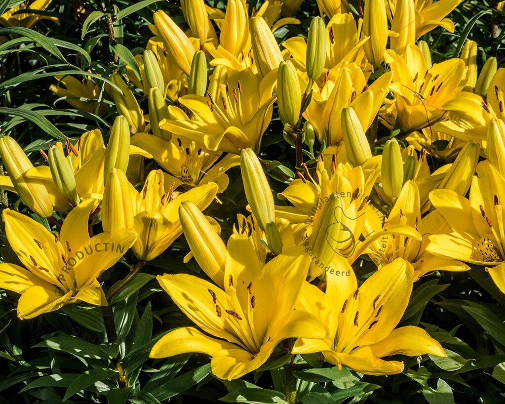 lilium 'Yellow County'