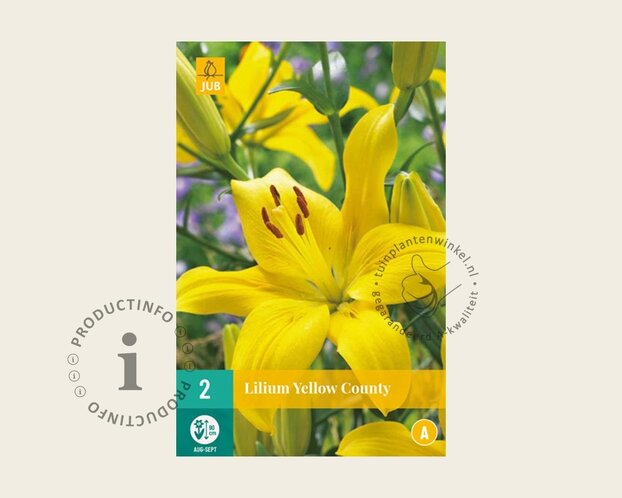 lilium 'Yellow County'