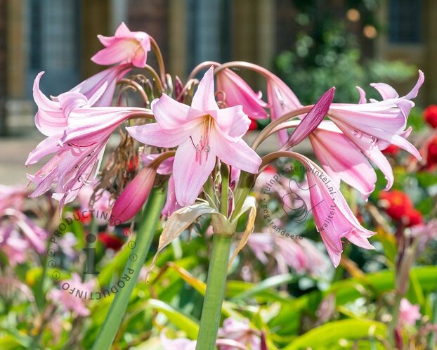 Crinum x powellii