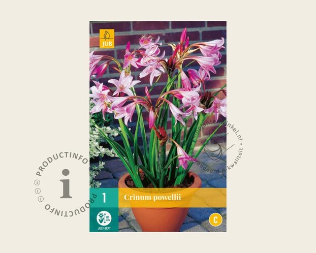 Crinum x powellii
