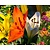 Lilium Aziatische Mix