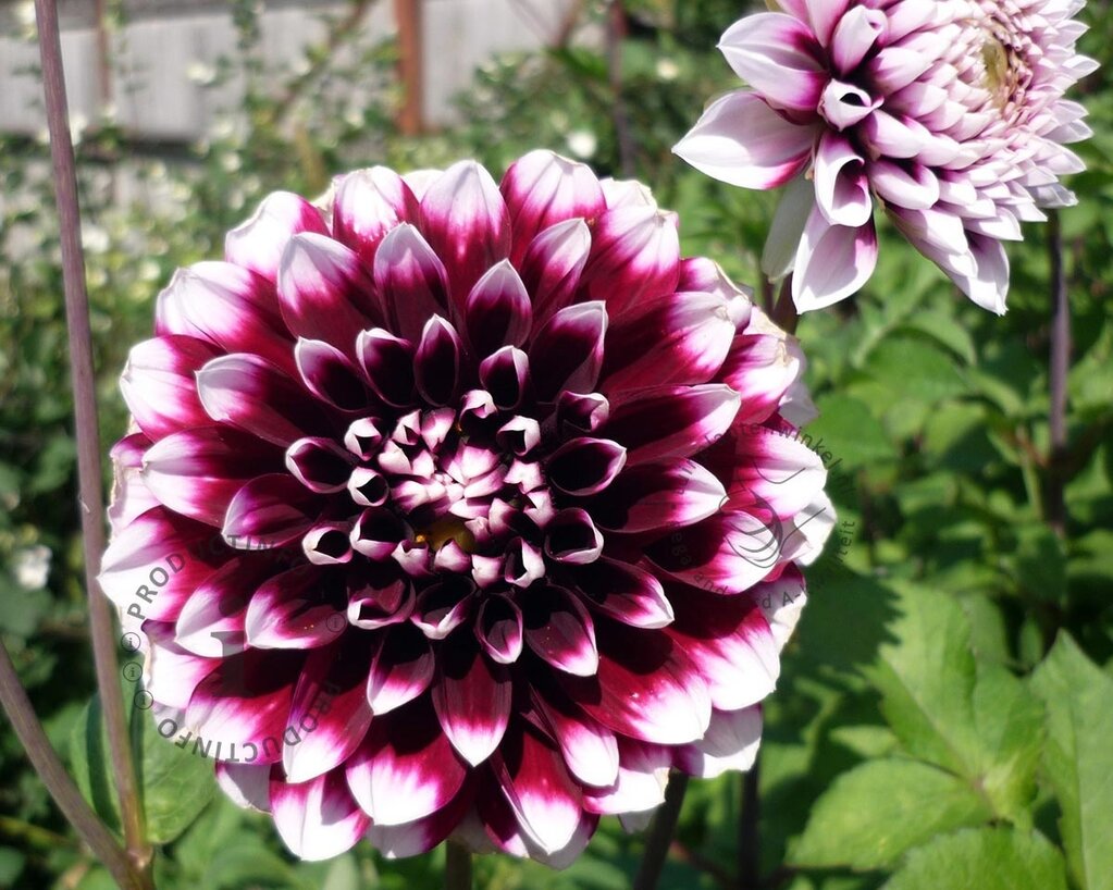 Dahlia 'Mystery Day'