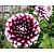 Dahlia 'Mystery Day'